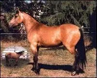 De quelle race s'agit-il ?