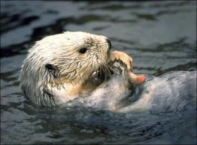 Quel est cet animal marin ?