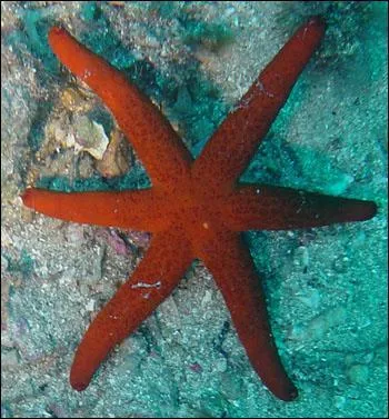 Quel est cet animal marin ?