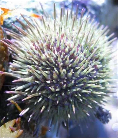 Quel est cet animal marin ?