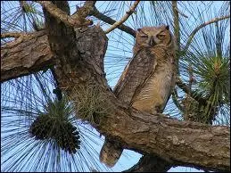 Les rapaces nocturnes mangent-ils des rongeurs ?