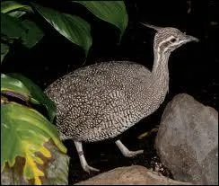 Qu'est-ce qu'un tinamou ?