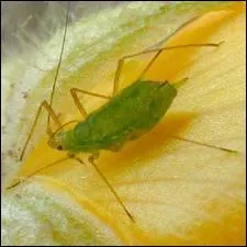 Quels animaux lvent les pucerons ?