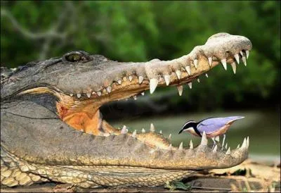 Dans quel but les oiseaux et les crocodiles cohabitent-ils ?