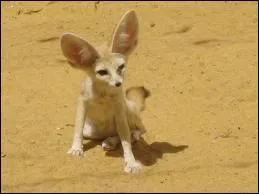 Que mange le fennec ?