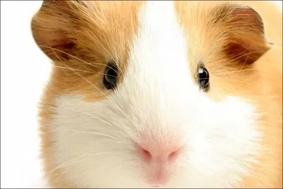 O vit le cochon d'Inde ?