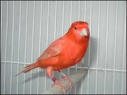 Comment s'appelle cet oiseau ?