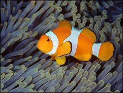 Quelle est la particularit de ce poisson ?