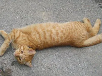 Lorsqu'un chat est en chaleur. Comment est son comportement ?