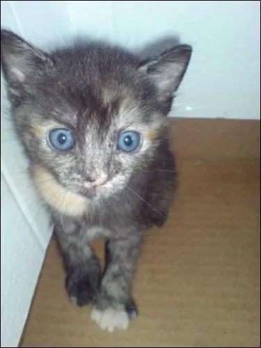 Quelle est la couleur de ce chaton ?