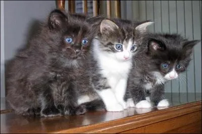 Les chats ont-ils les yeux bleus  la naissance ?