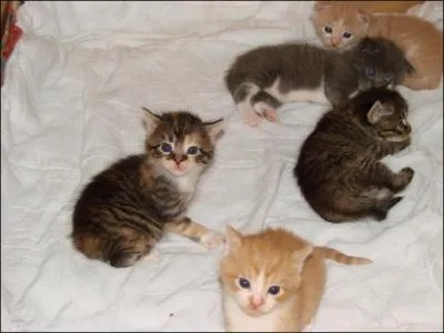 Lorqu'un chat a eu une porte, il ne faut pas donner les chatons avant l'ge de