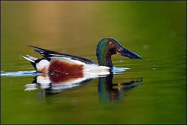 Quel est cet oiseau ?