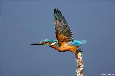 Quel est cet oiseau ?