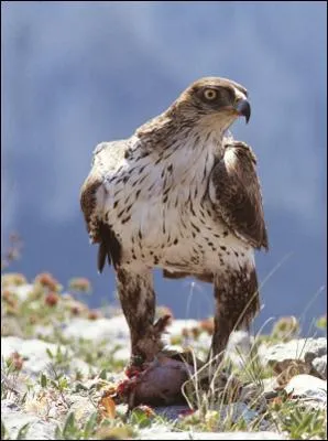 Quel est cet oiseau ?