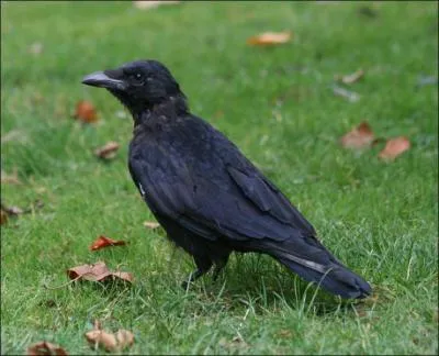 Quel est cet oiseau ?