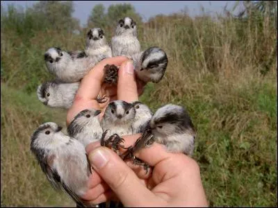 Quels sont ces oiseaux ?