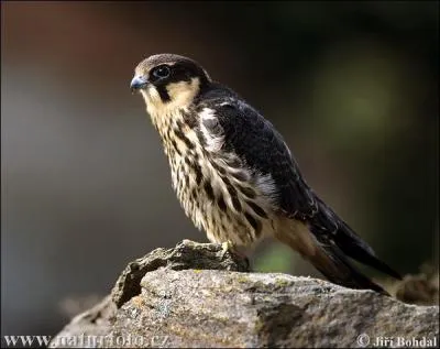 Quel est cet oiseau ?
