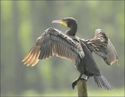 Quel est cet oiseau ?