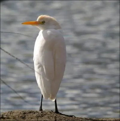 Quel est cet oiseau ?