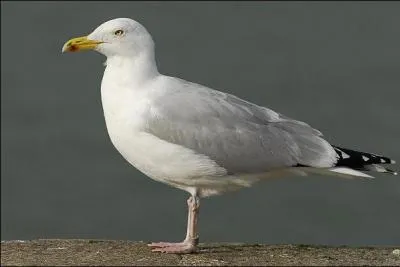 Quel est cet oiseau ?