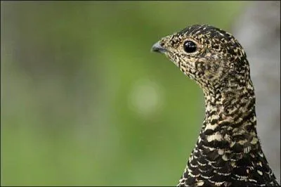 Quel est cet oiseau ?