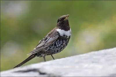 Quel est cet oiseau ?