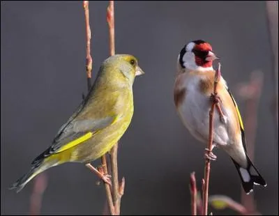 Quel est ce couple d'oiseaux ?