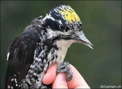Quel est cet oiseau ?