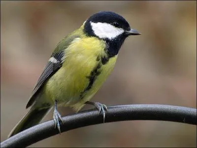Quel est cet oiseau ?