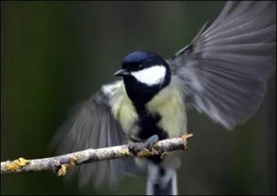 Quel est cet oiseau ?