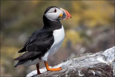 Quel est cet oiseau ?