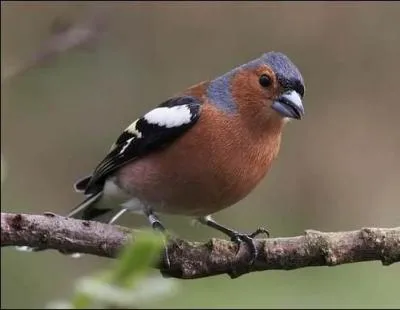 Quel est cet oiseau ?