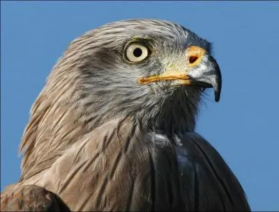 Quel est cet oiseau ?