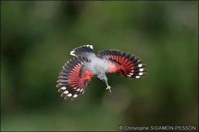 Quel est cet oiseau ?