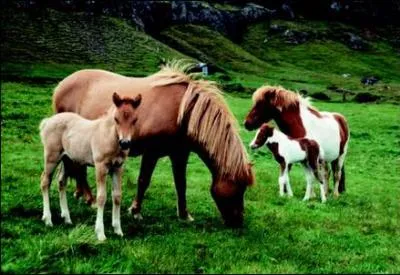 En zoologie que sont l'Islandais et l'Islandaise ?