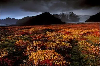 Quelle est la vgtation principale en Islande ?