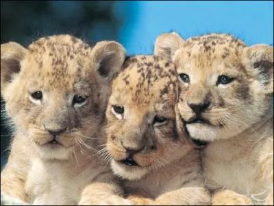 La lionne donne naissance  des :