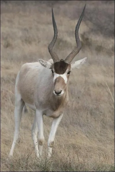 Le pelage de l'addax est gris en hiver, ...
