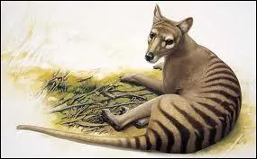Quelle autre appellation dsigne le thylacine, animal qui a disparu au dbut du XXme sicle ?