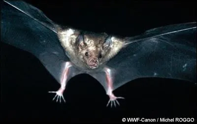Les chauves-souris chassent les insectes grce  un systme d'ultrasons appel :