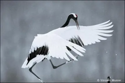 Quel autre nom dsigne la grue du Japon ?