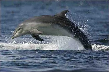 Le grand dauphin (tursiops) est capable de rester dans l'eau sans respirer prs de :