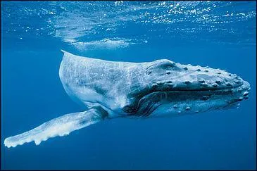 Quel autre nom dsigne la baleine  bosse ?