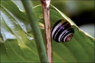 En t, certains animaux se mettent en 'sommeil prolong', c'est :