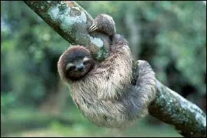 Le paresseux peut dormir jusqu' :