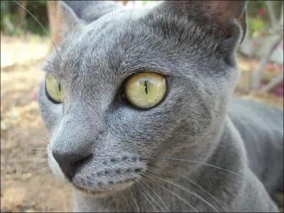 Originaire de Thailande , porte le nom d'un province du pays .