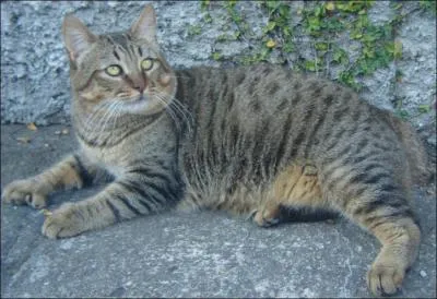 Etat de Washington , crois Pixie et un petit lynx roux ; cela donne le :