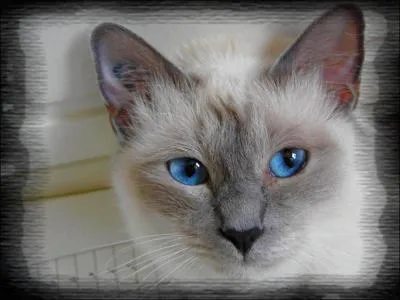 Crois Siamois + Angora ou Persan ... le :