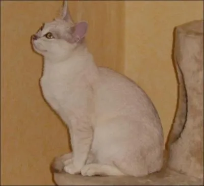 Crois mle Persan chinchilla et une Buemese lilas cela devient le :